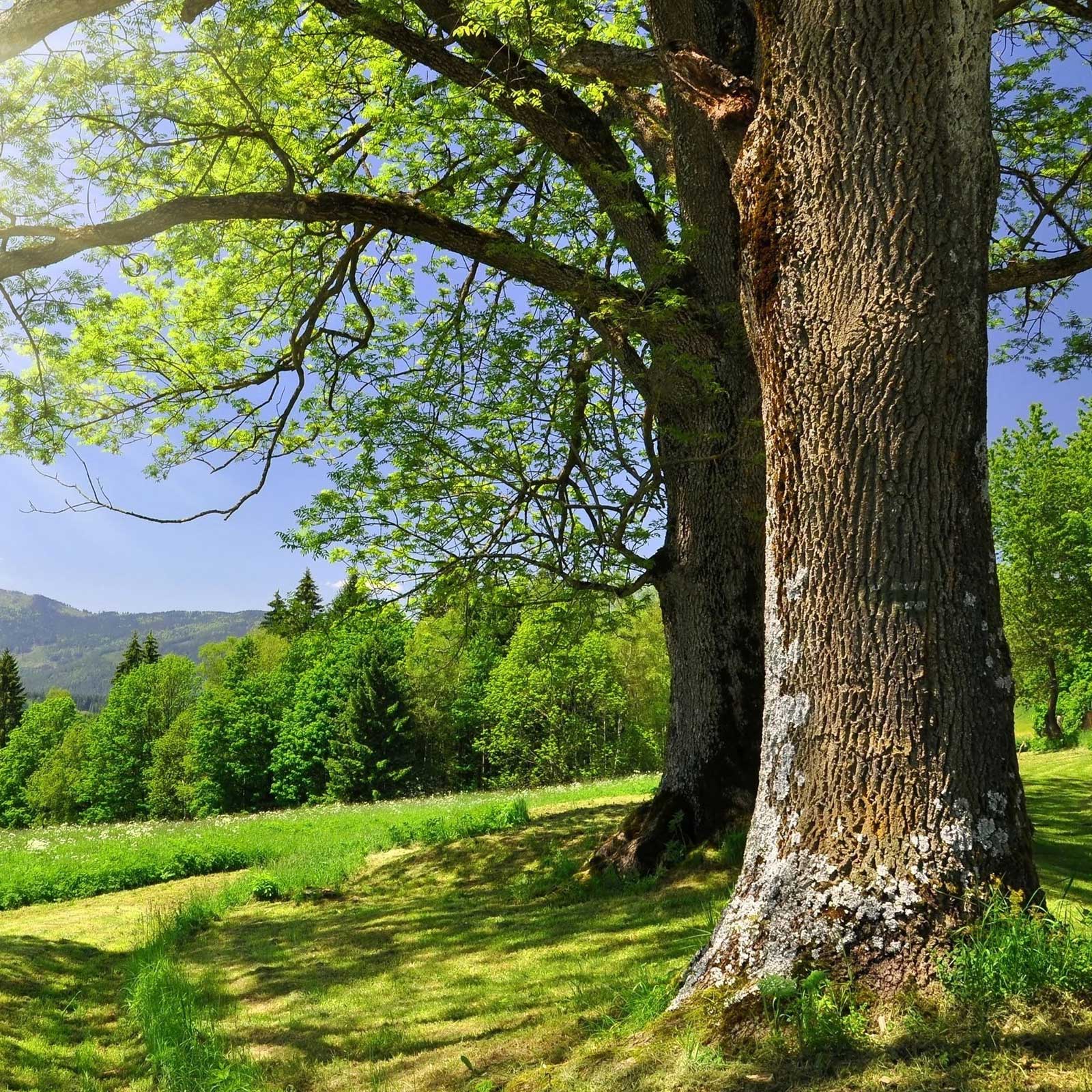 nature-SQ